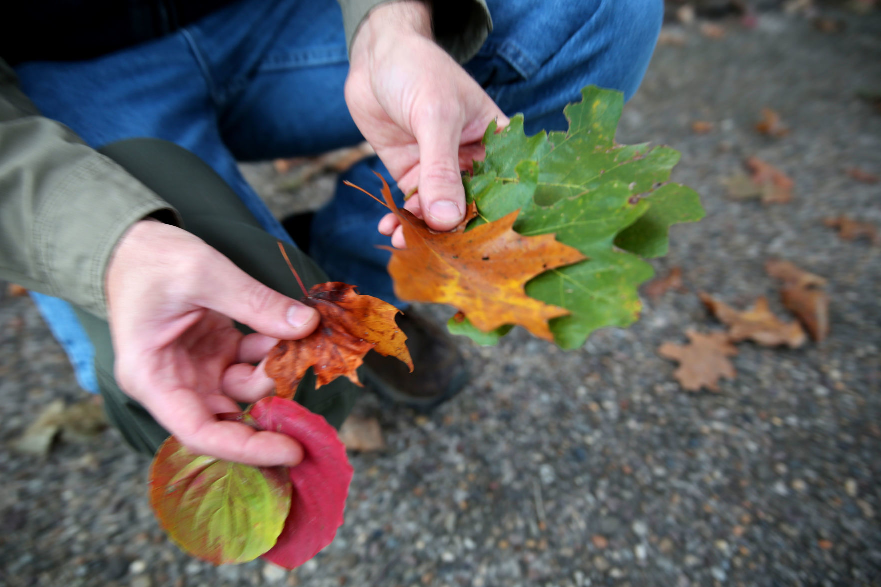 102519_nws_fallfoliage